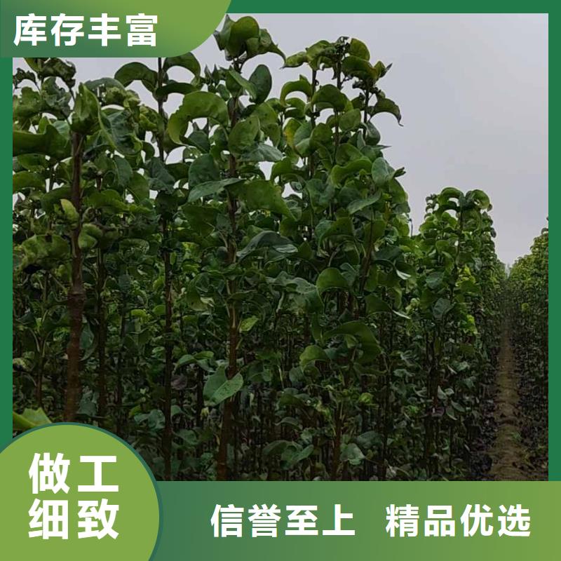 秋月梨树苗品种本地品牌