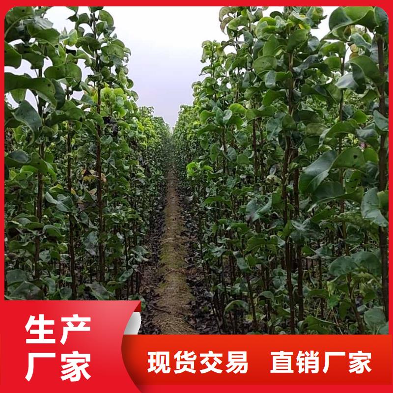 秋月梨树苗哪里的价格低同城制造商