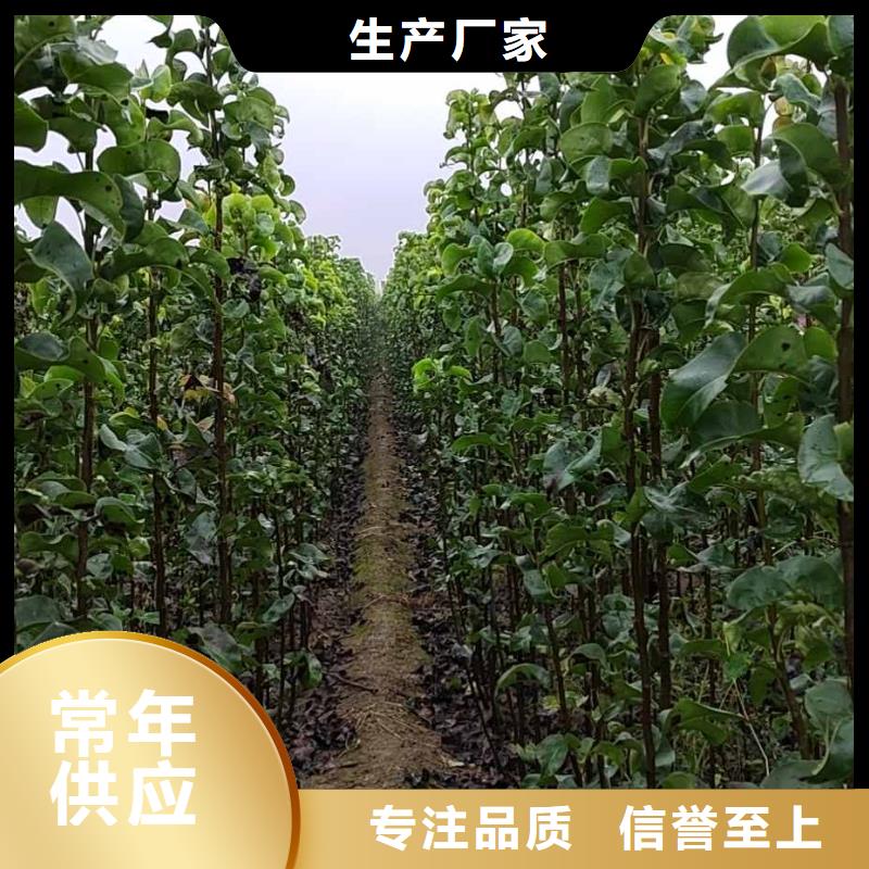 秋月梨苗种植方法及时间好货直销