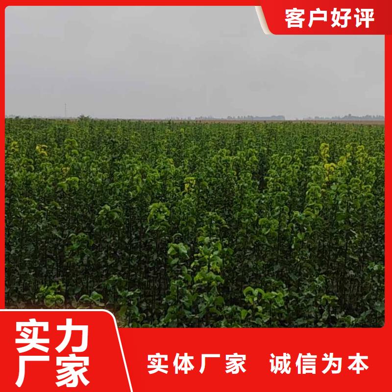 秋月梨苗种植方法同城供应商