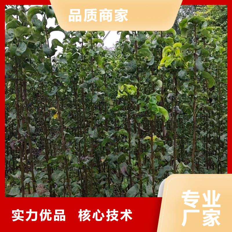 秋月梨种植苗多少钱一颗价格低