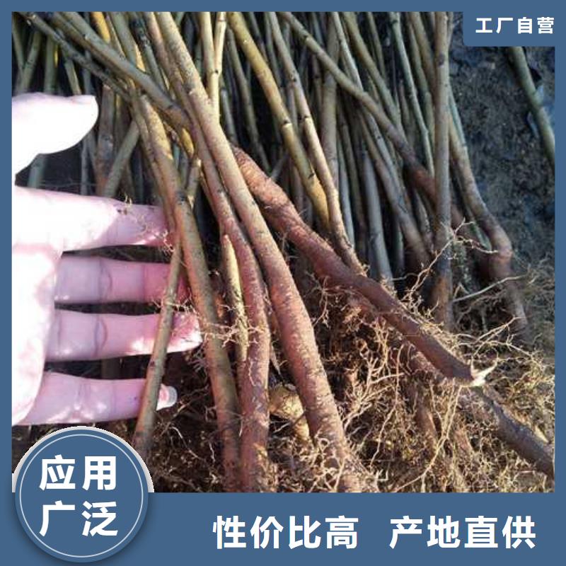 杜梨小苗苗圃基地源头直供