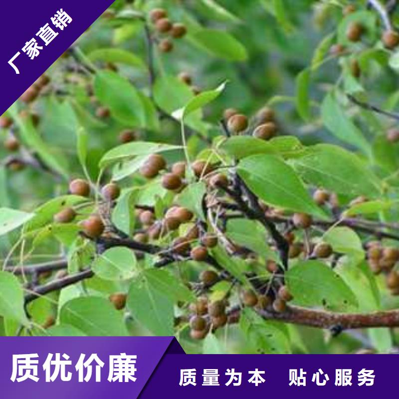​杜梨树苗批发基地服务周到