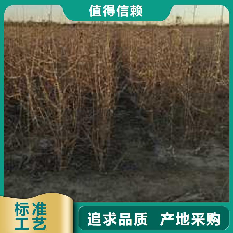 杜梨树苗一亩地需要多少株批发货源