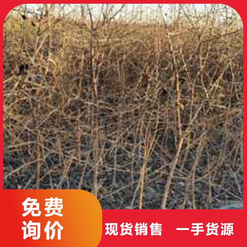 杜梨小苗高产品种型号齐全