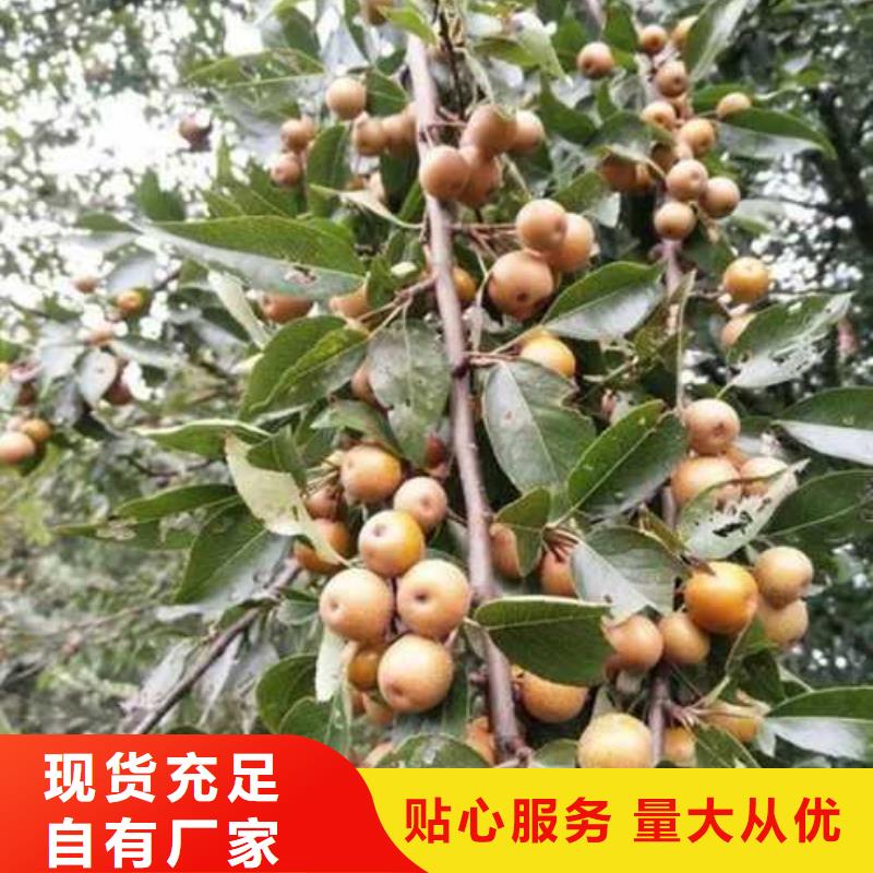 杜梨苗亩产多少本地货源