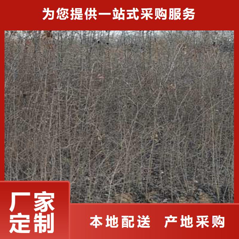 杜梨苗批发多少钱性价比高