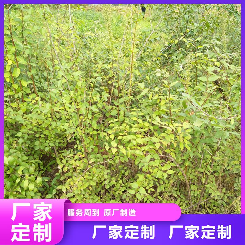 杈杷果苗基地直销高质量高信誉