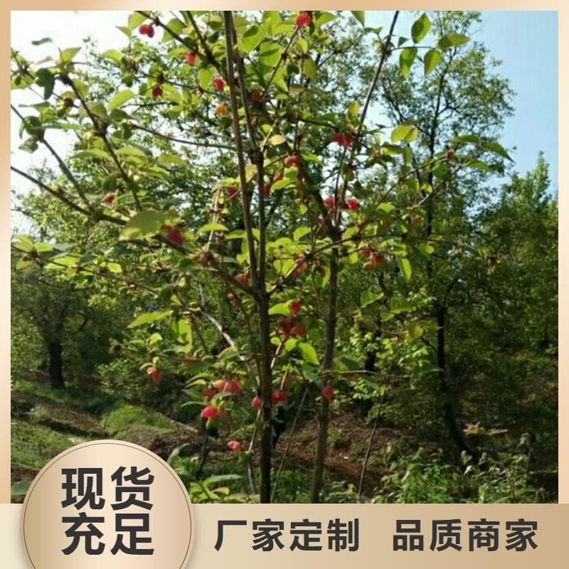 杈杷果苗适合种植地区品质服务诚信为本