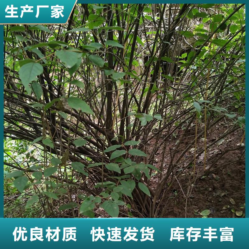 爱情果苗价格当地经销商
