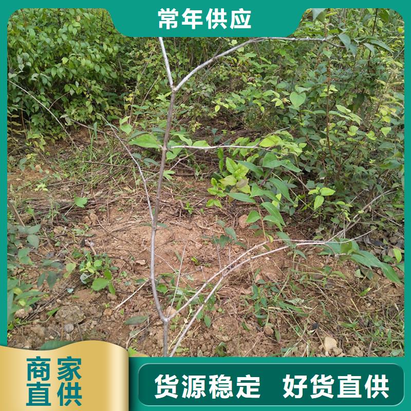 爱情果苗价格现货齐全售后无忧