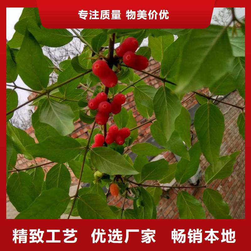 鸳鸯果苗成活率高厂家十分靠谱