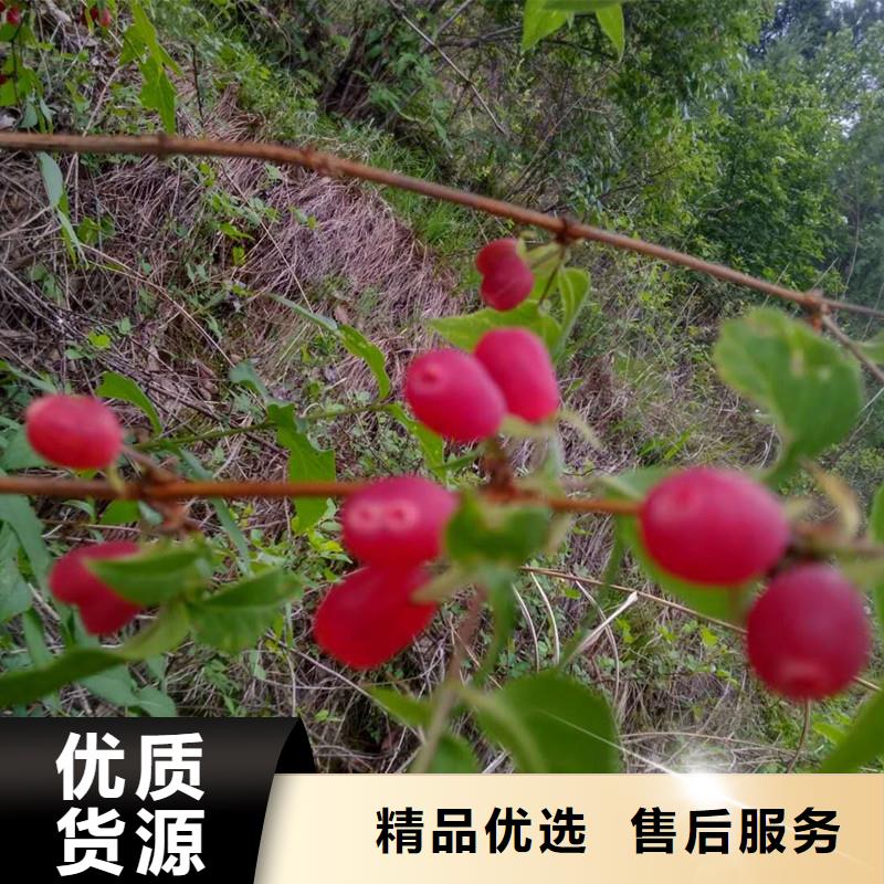 鸳鸯果苗适合种植地区价格地道