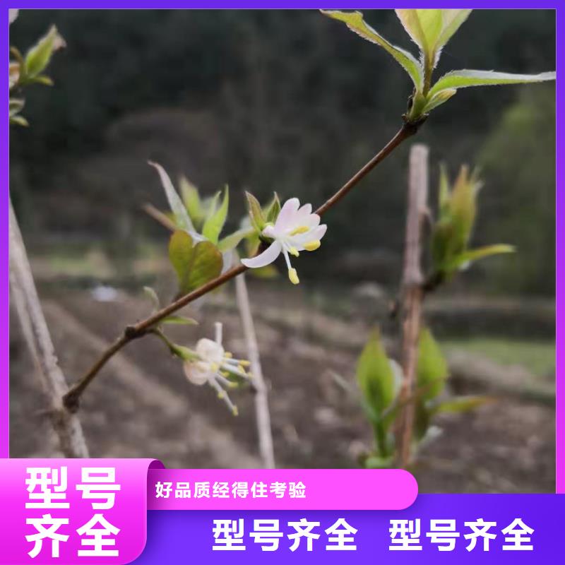 爱情果苗种植技术本地品牌