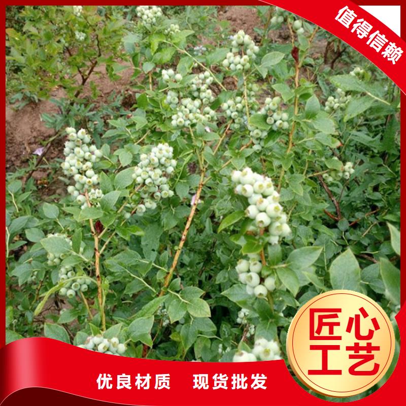 结果蓝莓树根系发达工厂直销