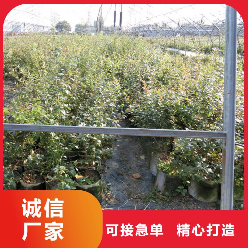 蓝莓苗采摘园市场报价