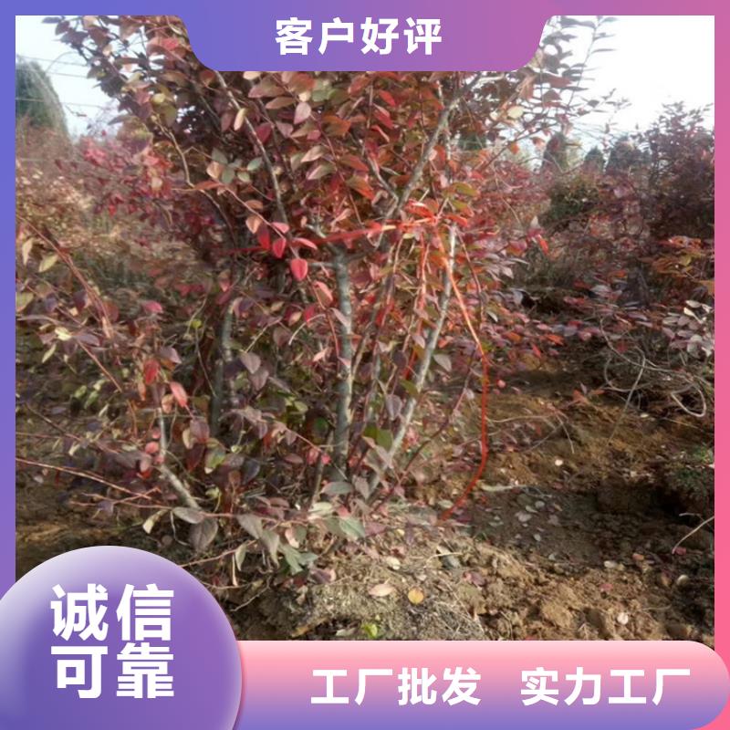 蓝莓苗嫁接方法及时间市场报价