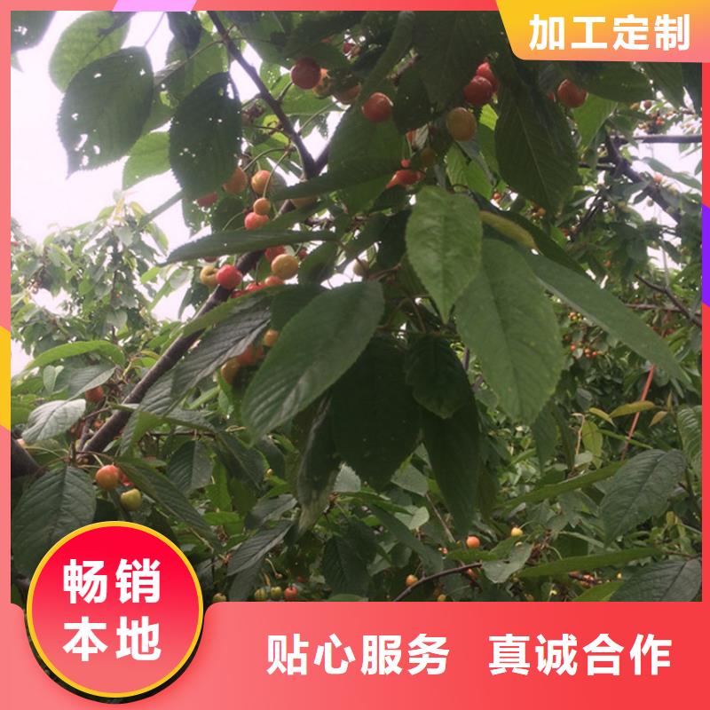 大樱桃苗采摘园随到随提