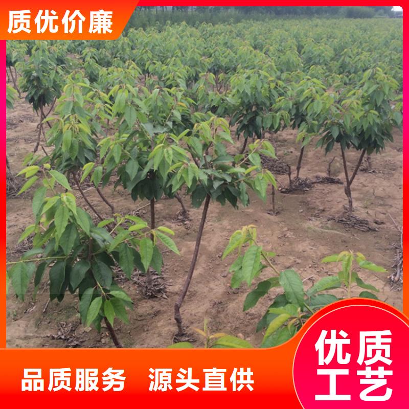 矮化车厘子树苗批发品质服务诚信为本