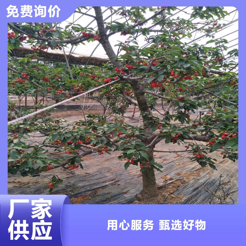 大樱桃苗成活率高同城生产商