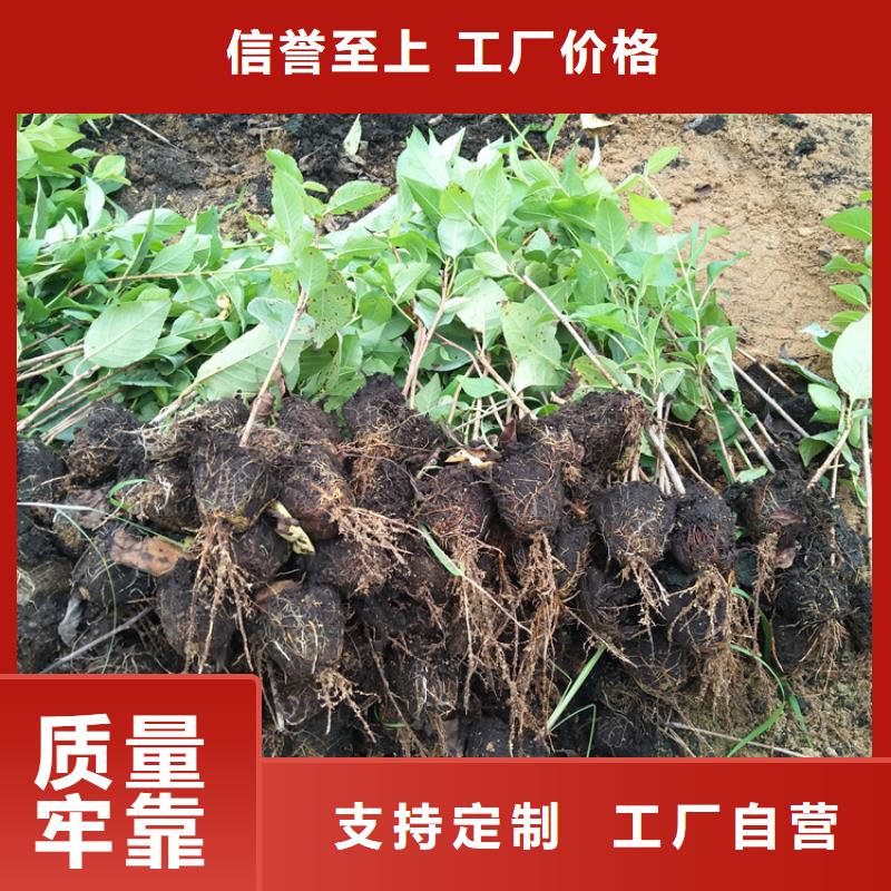 大樱桃苗现挖苗现发货使用寿命长久