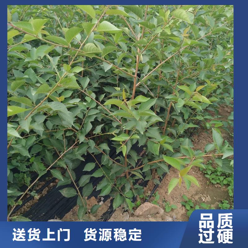 矮化车厘子树苗育苗基地快速发货