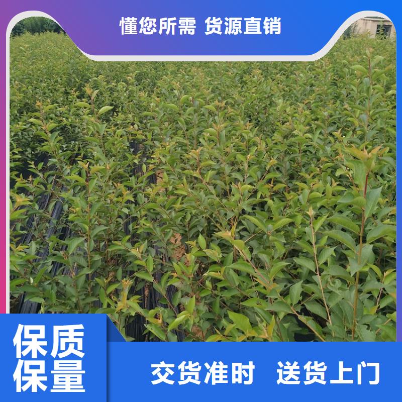 ​软籽石榴树苗怎么卖批发零售规格齐全