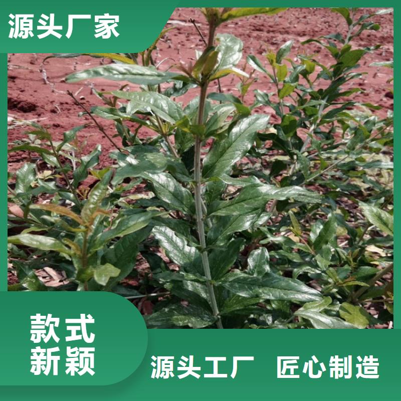 黑籽石榴苗一亩地多少棵敢与同行比价格