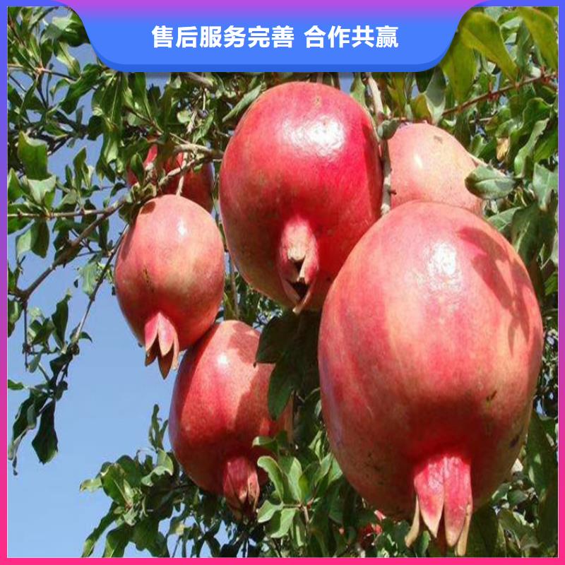 软籽石榴苗全国发货同城品牌