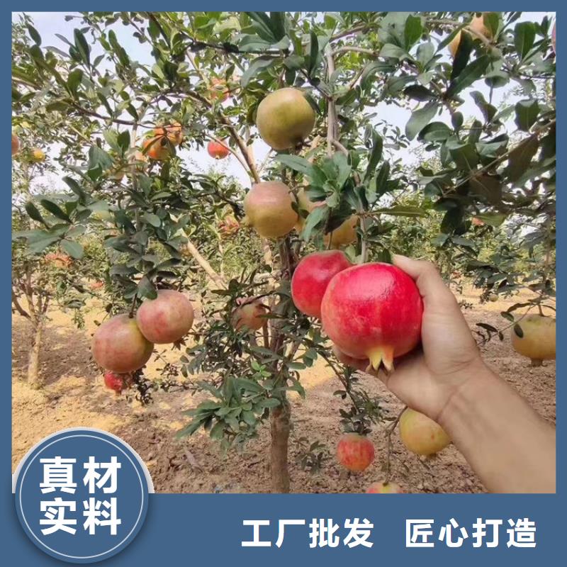 黑籽石榴树苗怎么卖批发零售专业品质