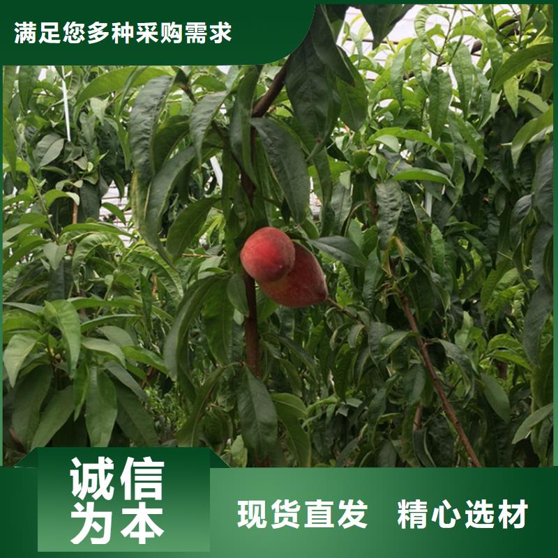 大棚桃树苗育苗基地厂家直销省心省钱