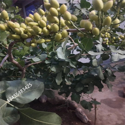 阿月浑子树苗多少钱一棵同城货源