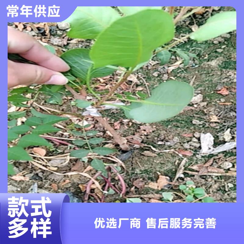 阿月浑子量多优惠按需定做