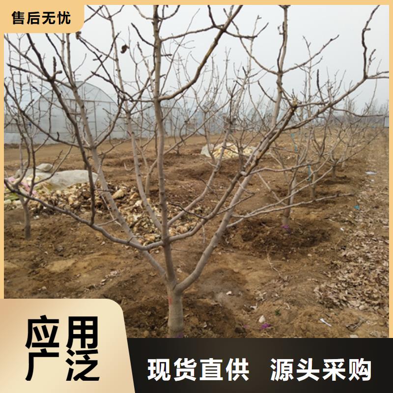 阿月浑子树苗免费咨询优质工艺