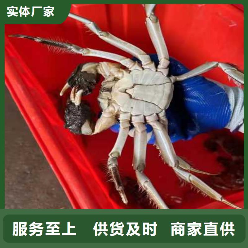 阳澄湖大闸蟹-好产品放心可靠本地货源