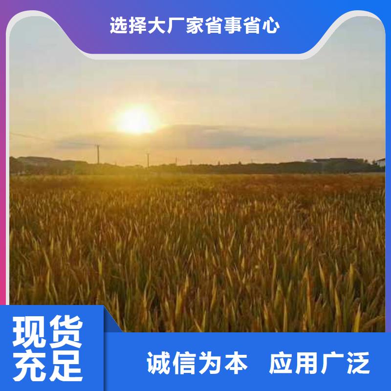柯城区阳澄湖大闸蟹团购应用广泛