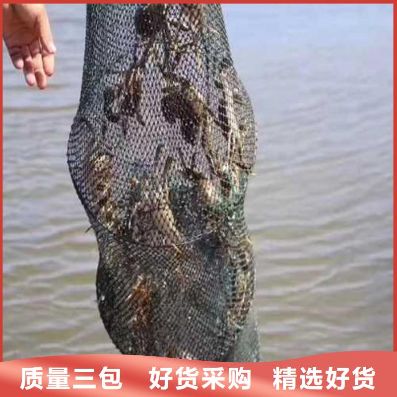源城区阳澄湖农家乐哪家好当地厂家
