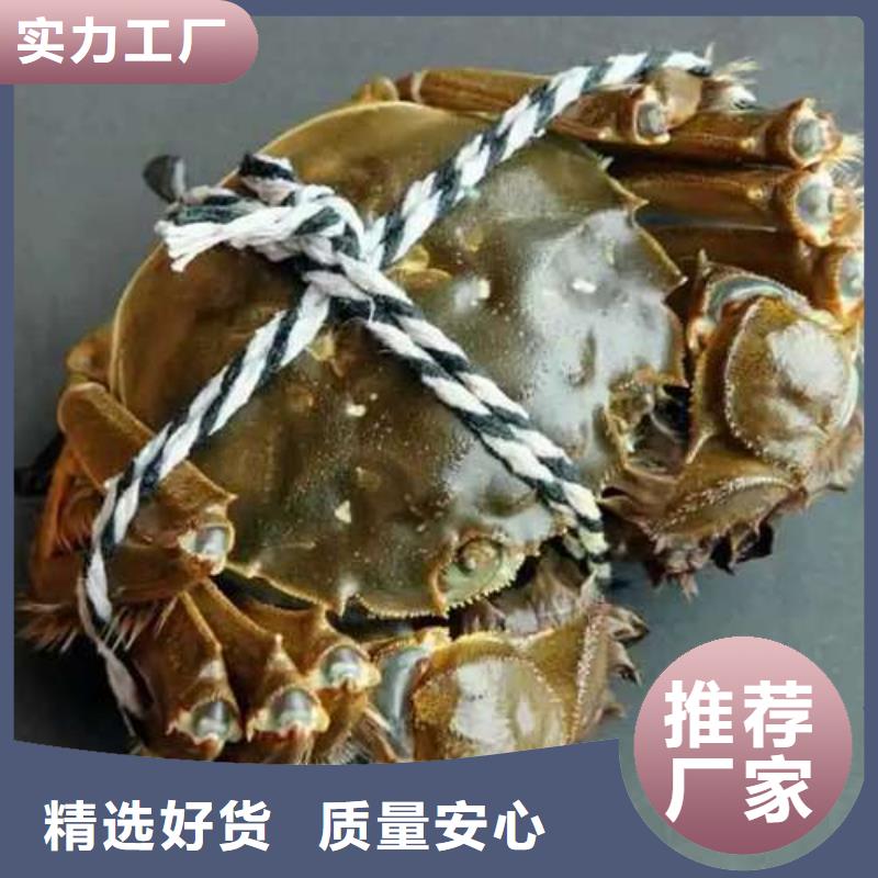 阳澄湖大闸蟹厂家-质量保证货源直供