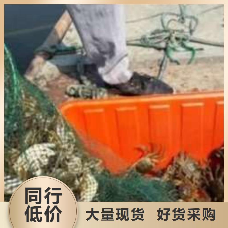 阳澄湖大闸蟹厂家直销-库存充足销售的是诚信