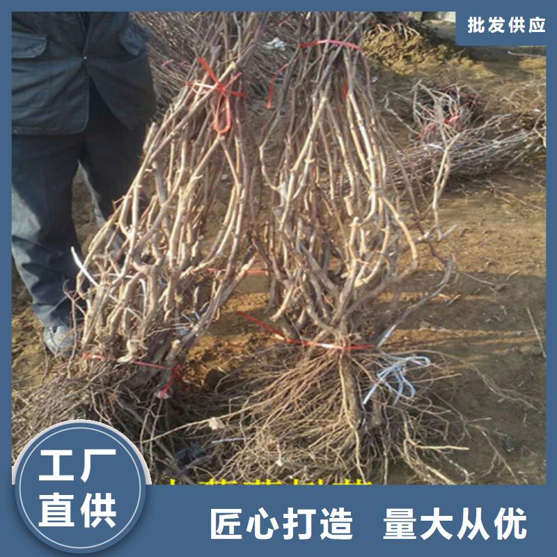 红玫瑰葡萄苗2025更新中(今日/商情)满足您多种采购需求
