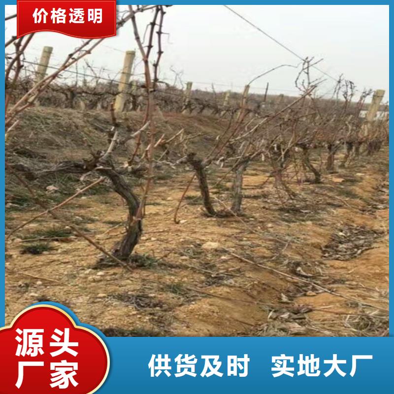 藤稔葡萄苗种植品种选择本地公司