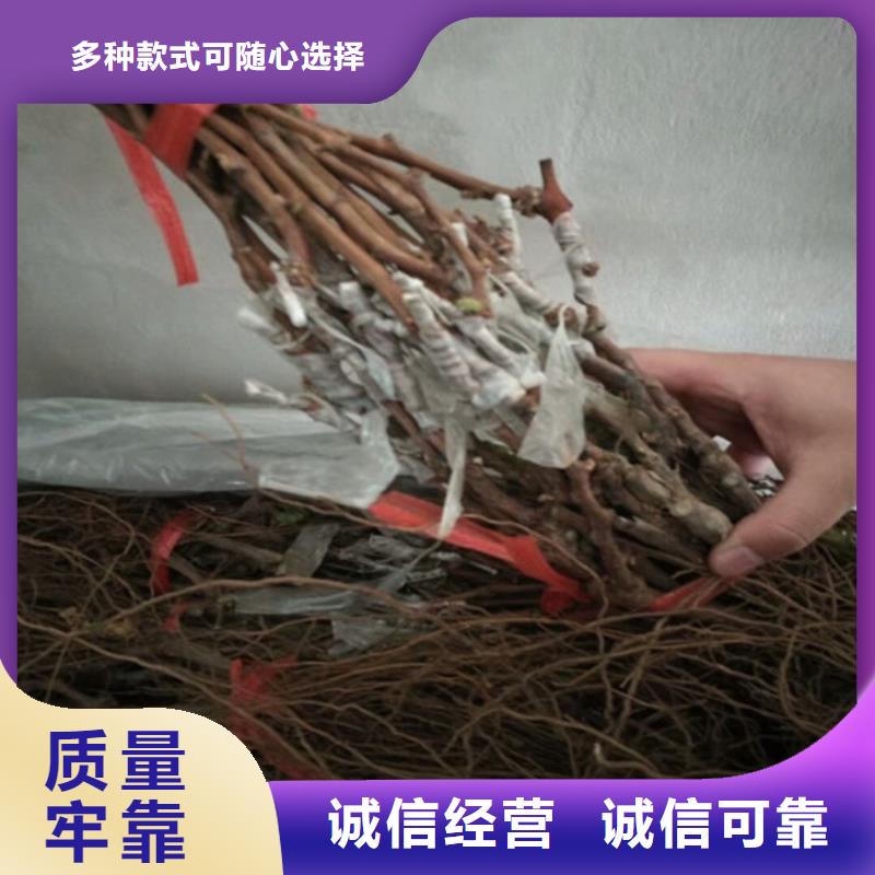 无籽葡萄苗型号齐全同城生产商