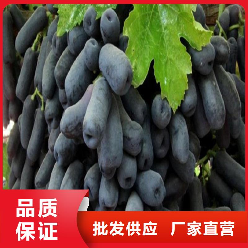 供应晚熟葡萄树苗_厂家当地经销商