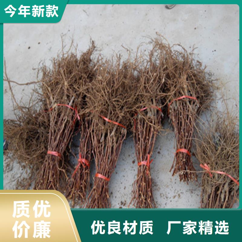 库存充足的扦插葡萄苗批发商同城制造商