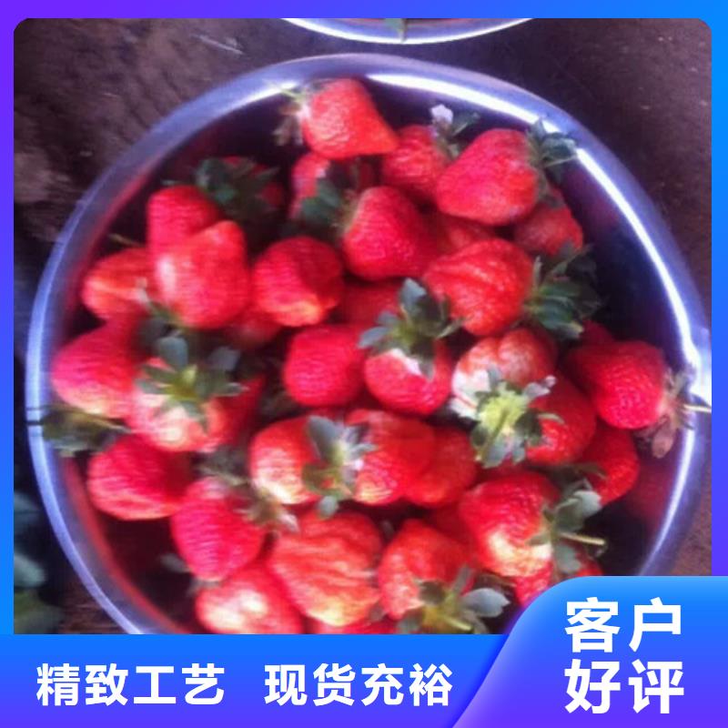 香野草莓苗哪里有种植的追求品质