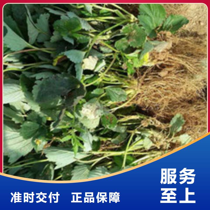 香蕉草莓苗厂家匠心品质货源稳定