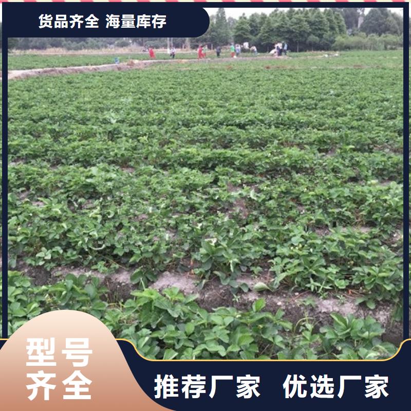 香蕉草莓苗生产经验丰富