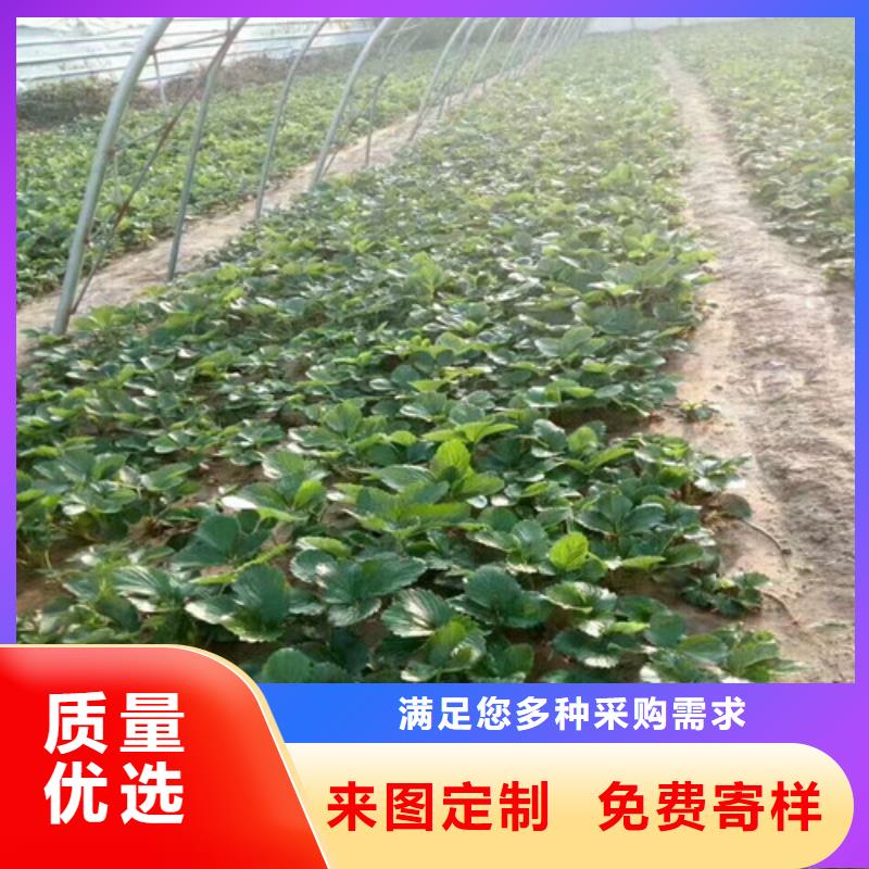 富县香蕉品种草莓苗栽植密度发货及时