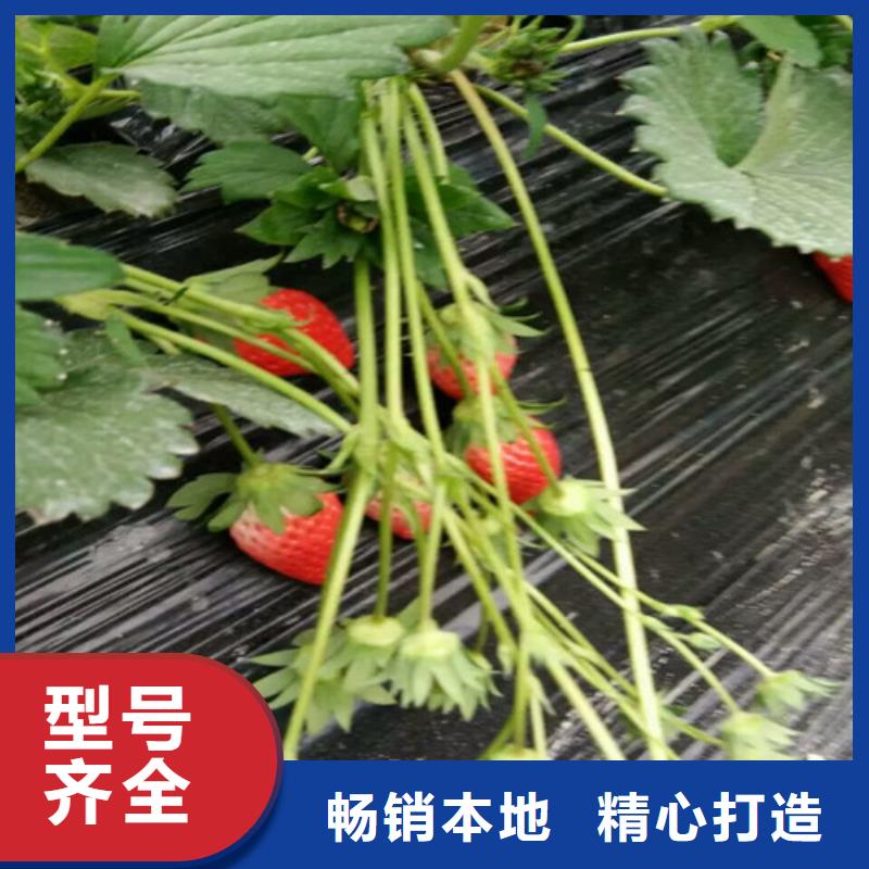 白果草莓苗基地批发本地生产商