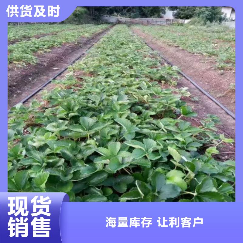 桃熏草莓苗2025已更新(今天/动态)一站式采购